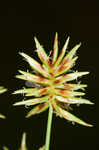 Oneflower flatsedge